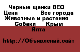 Черные щенки ВЕО › Цена ­ 5 000 - Все города Животные и растения » Собаки   . Крым,Ялта